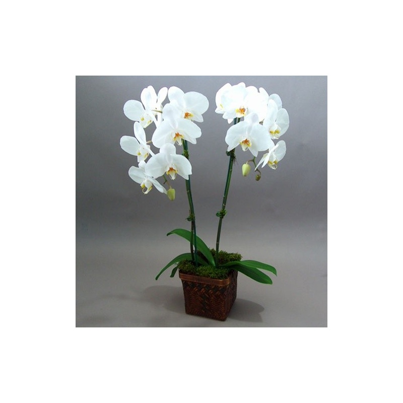 White Orchid Stem