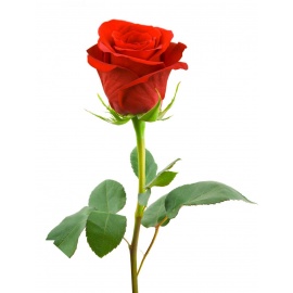 Single Red Rose Long-stem