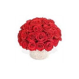Stunning Red Rose